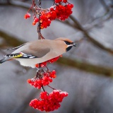 Jeris week 45 12-4120